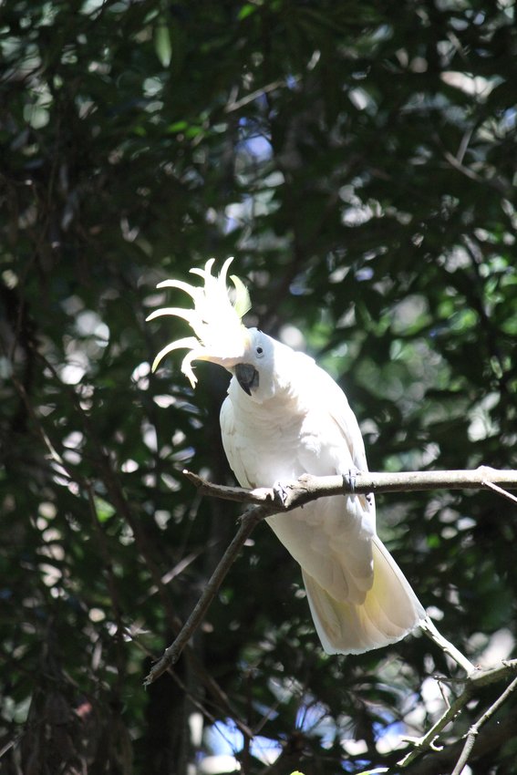 Sulphur-crested Cockatoo photographed in and around Lane Cove National Park — view 1