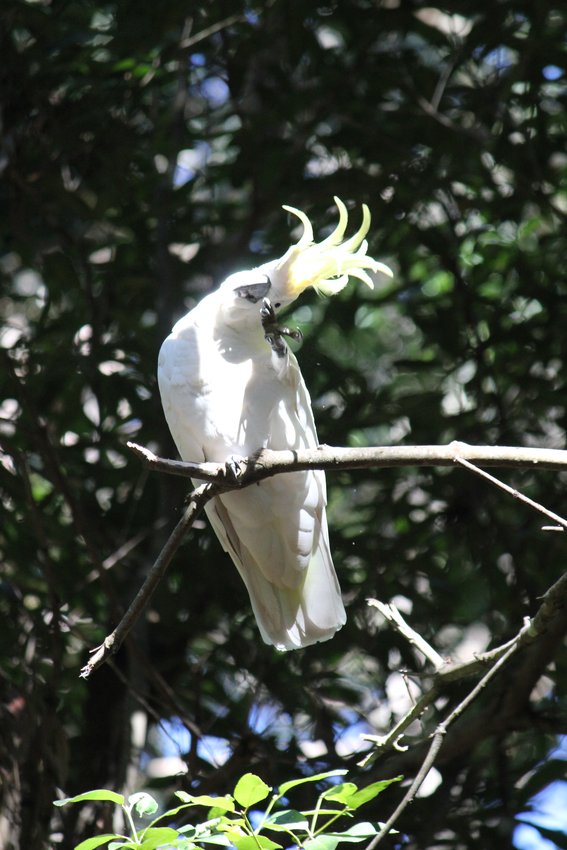 Sulphur-crested Cockatoo photographed in and around Lane Cove National Park — view 2