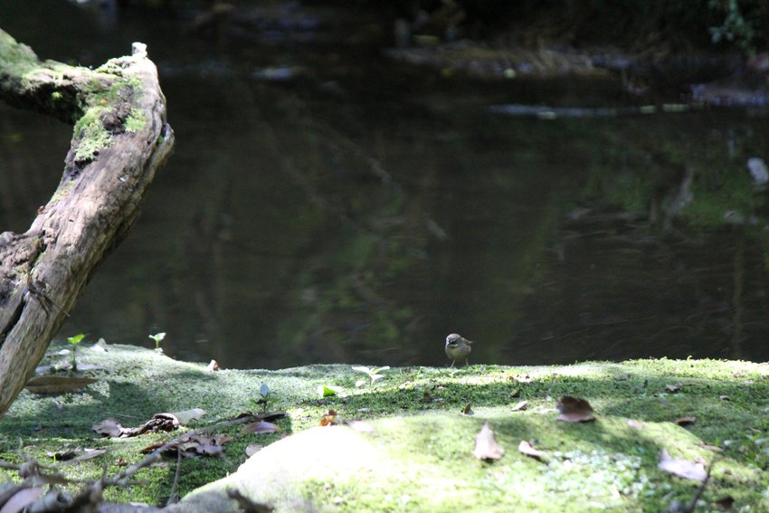 White-browed Scrubwren photographed in and around Lane Cove National Park — view 1
