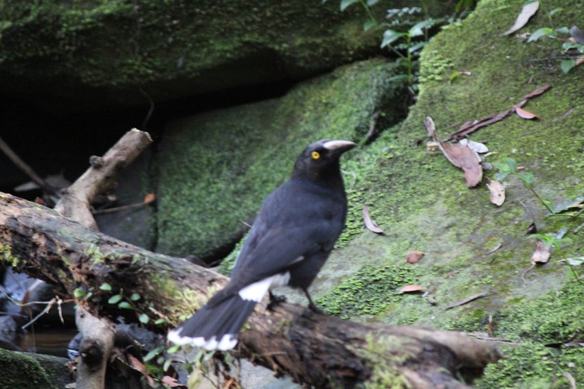 Pied Currawong photographed in and around Lane Cove National Park — view 1