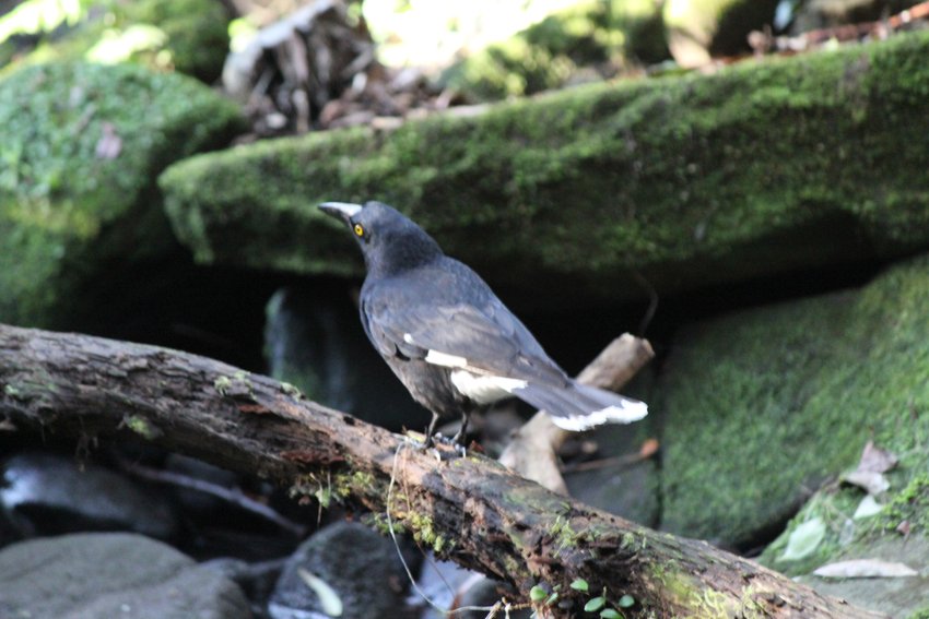 Pied Currawong photographed in and around Lane Cove National Park — view 2