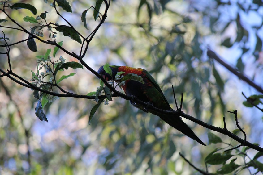 Rainbow Lorikeet photographed in and around Lane Cove National Park — view 1