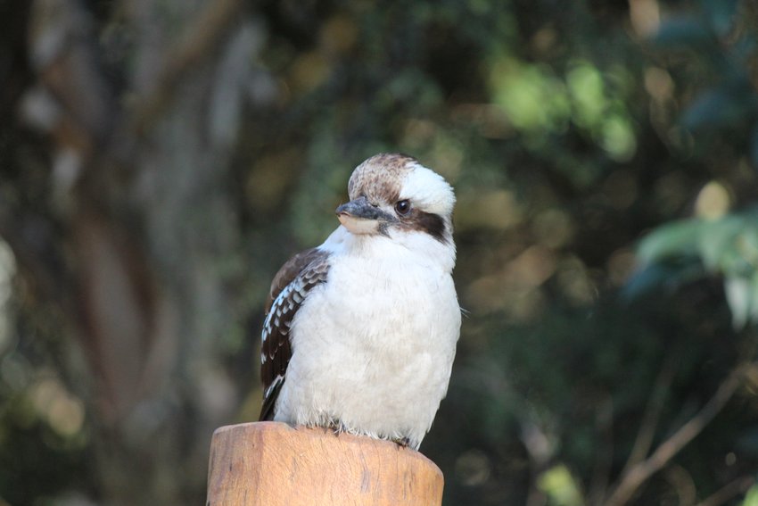 Laughing Kookaburra photographed in and around Lane Cove National Park — view 1