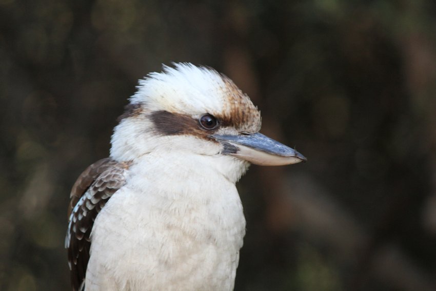 Laughing Kookaburra photographed in and around Lane Cove National Park — view 2