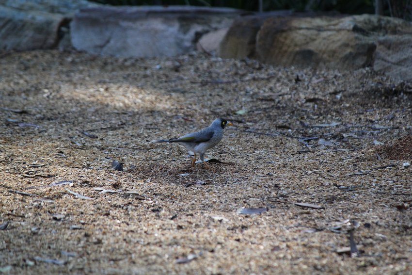 Noisy Miner photographed in and around Lane Cove National Park — view 1