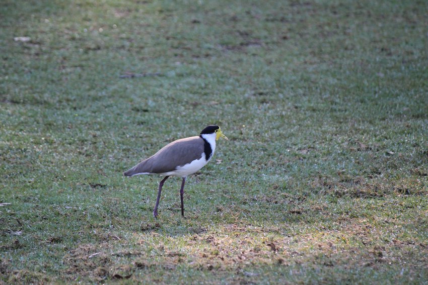Masked Lapwing photographed in and around Lane Cove National Park — view 1
