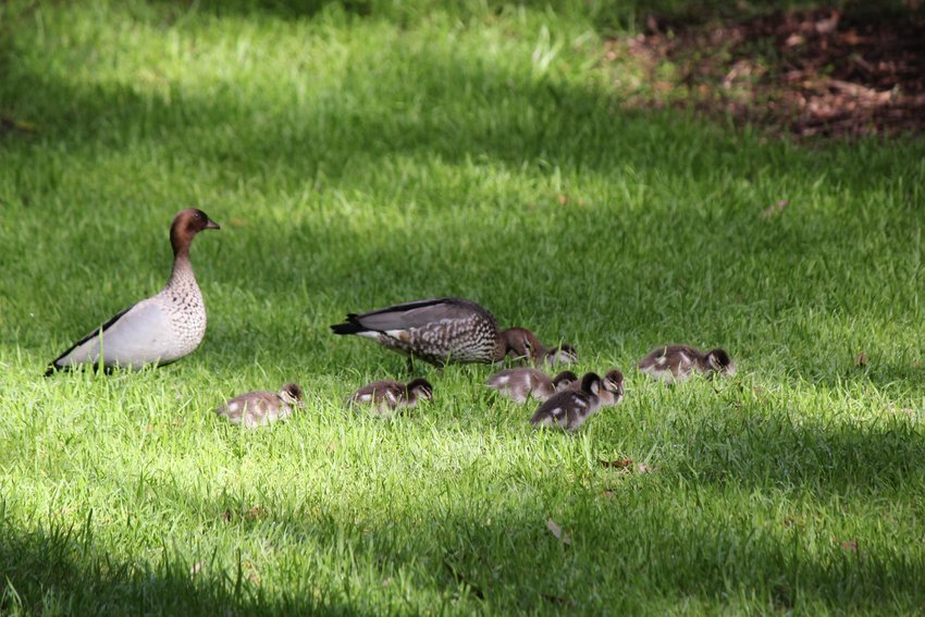Australian Wood Duck photographed in and around Lane Cove National Park — view 1