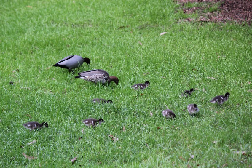 Australian Wood Duck photographed in and around Lane Cove National Park — view 2