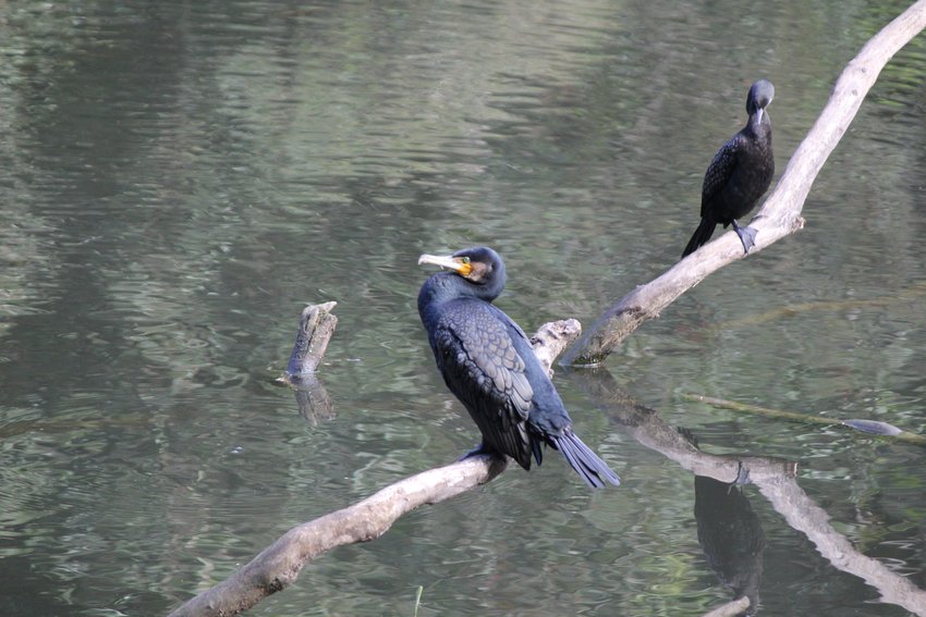 Great Cormorant photographed in and around Lane Cove National Park — view 1