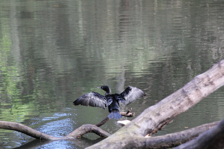 Little Black Cormorant photographed in and around Lane Cove National Park — view 1