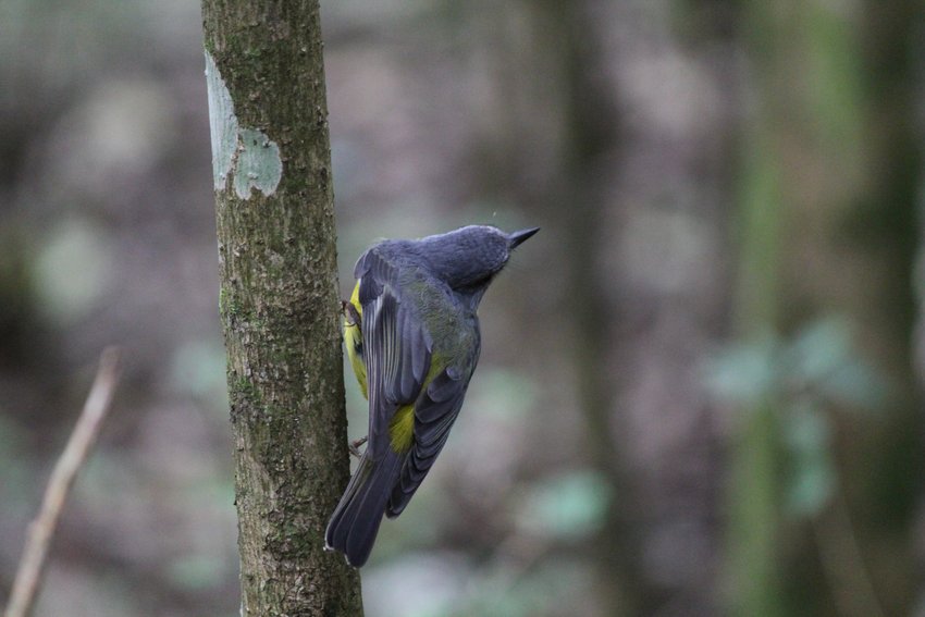 Eastern Yellow Robin photographed in and around Lane Cove National Park — view 1