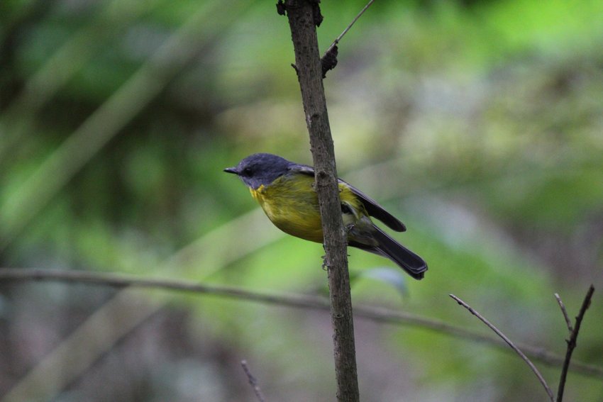 Eastern Yellow Robin photographed in and around Lane Cove National Park — view 2