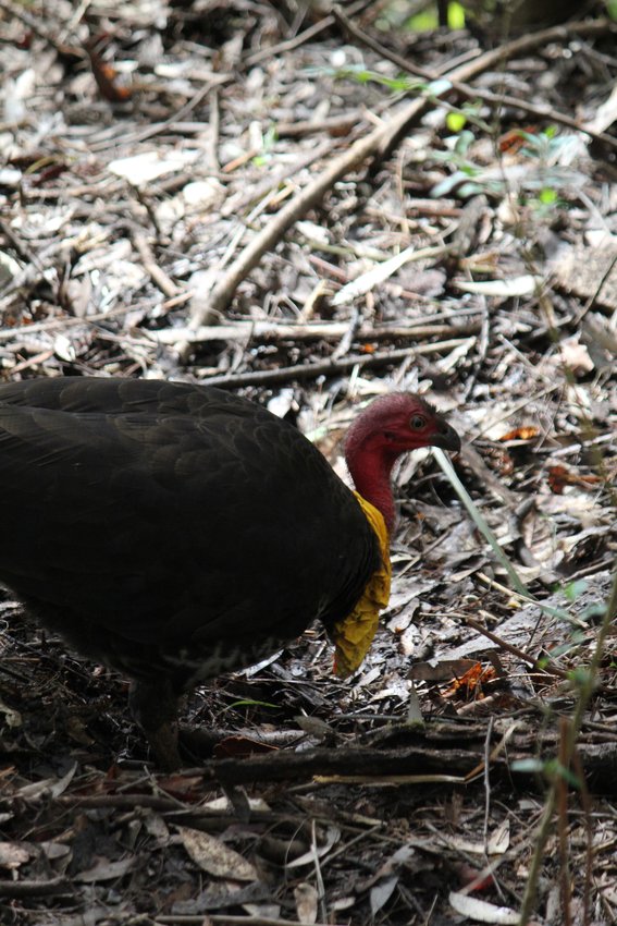 Australian Brush-turkey photographed in and around Lane Cove National Park — view 1