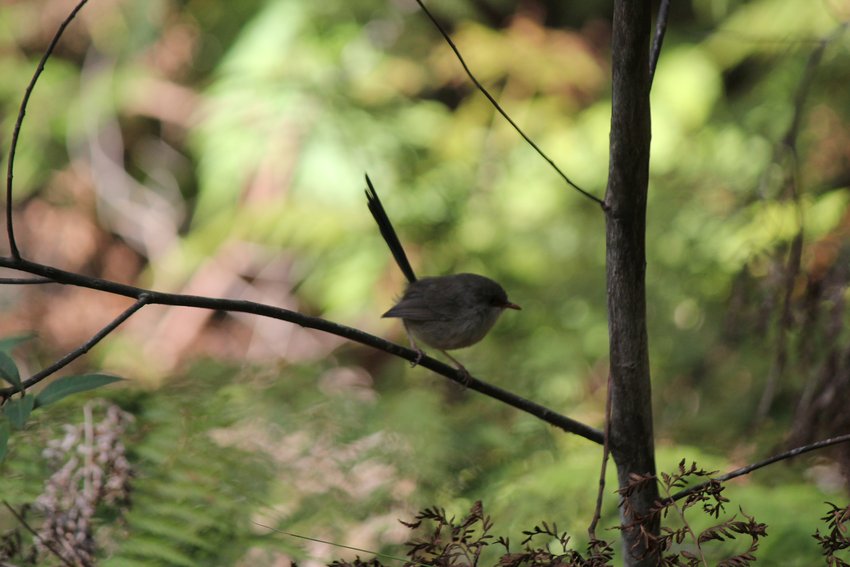 Superb Fairy-wren (female) photographed in and around Lane Cove National Park — view 1