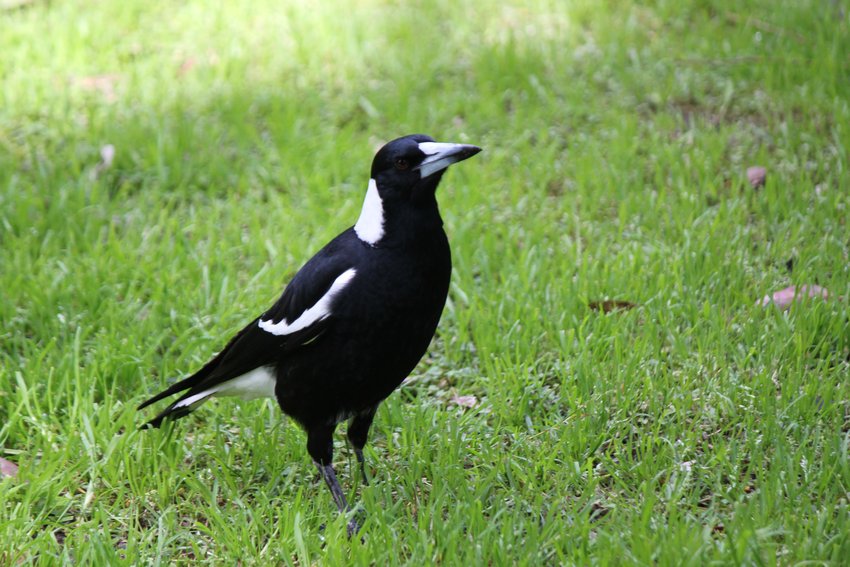 Australian Magpie photographed in and around Lane Cove National Park — view 1