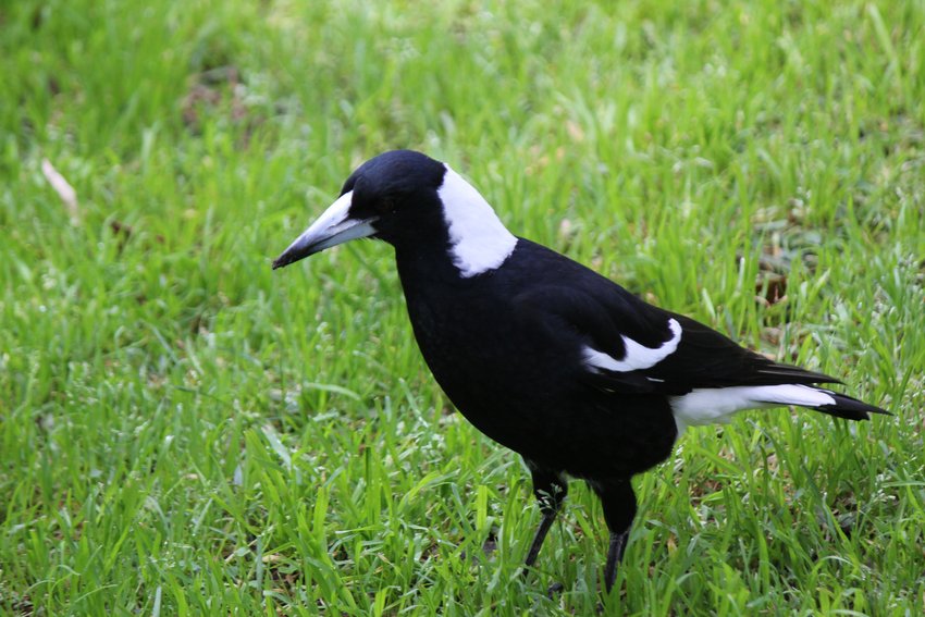 Australian Magpie photographed in and around Lane Cove National Park — view 2