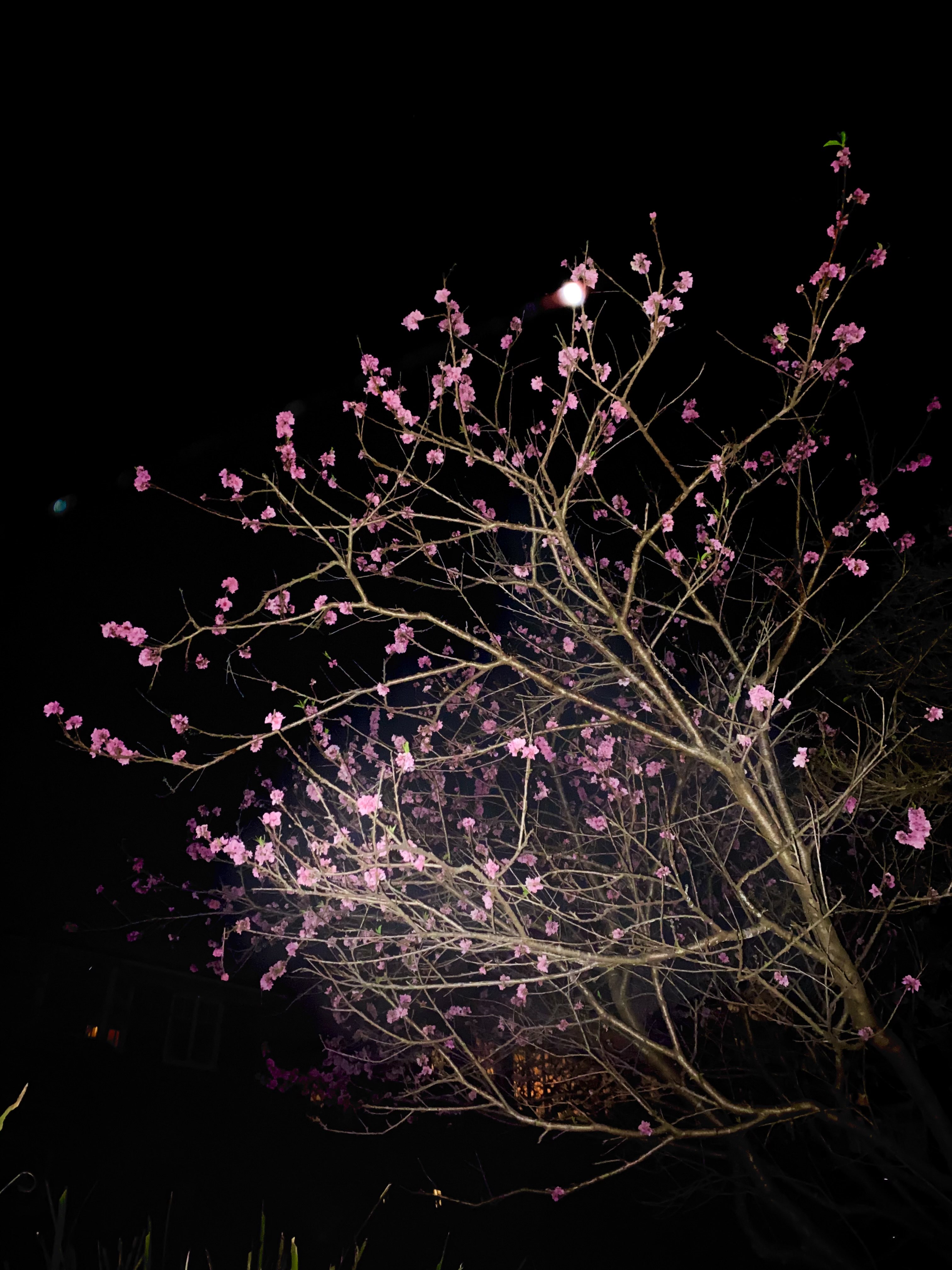 a very pretty cherry blossom at night